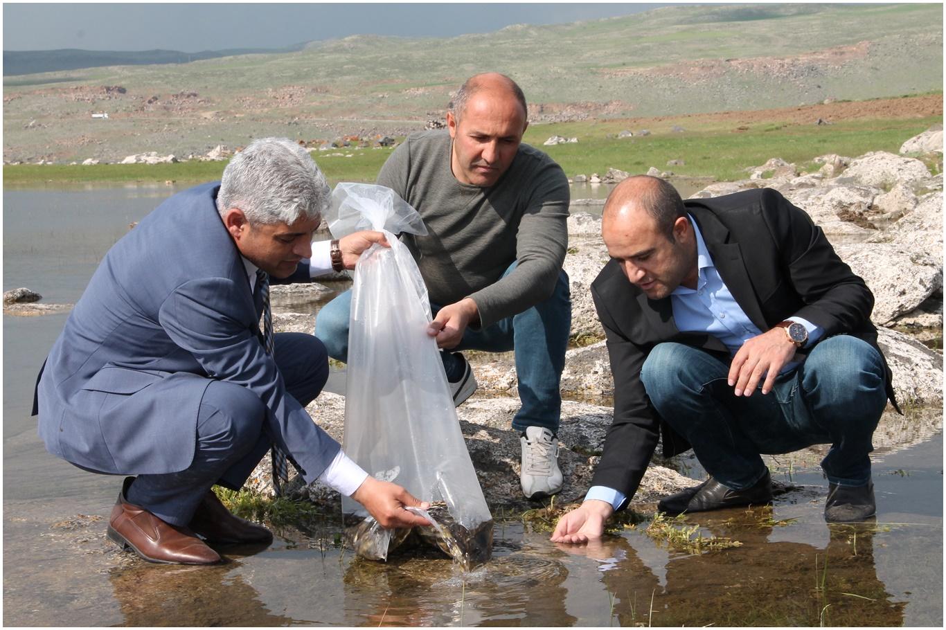 Bitlis’te Tarım İl Müdürlüğü tarafından göllere 70 bin yavru sazan balığı bırakıldı